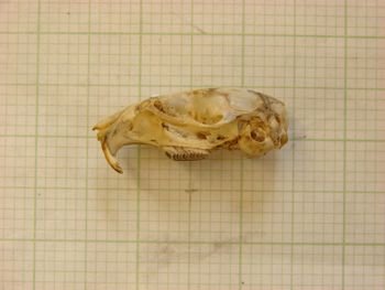 Media type: image;   Mammalogy 26353